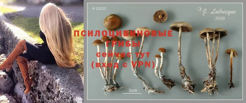 Галлюциногенные грибы Magic Shrooms  Бузулук 